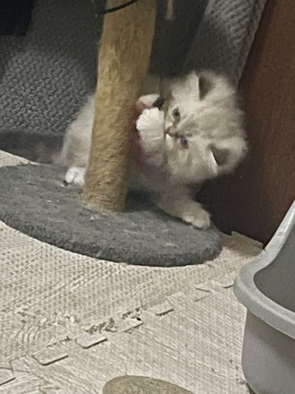 น้องแมวน่ารัก รูปที่ 2