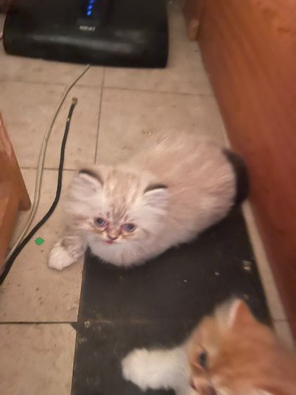 น้องแมวน่ารัก รูปที่ 3