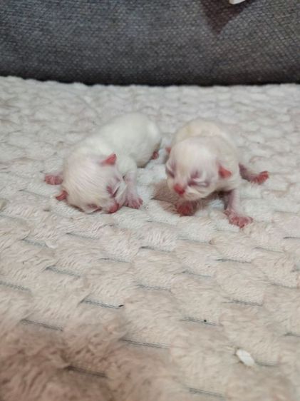 แมวเปอเซีย พันธุ์แท้ รูปที่ 3