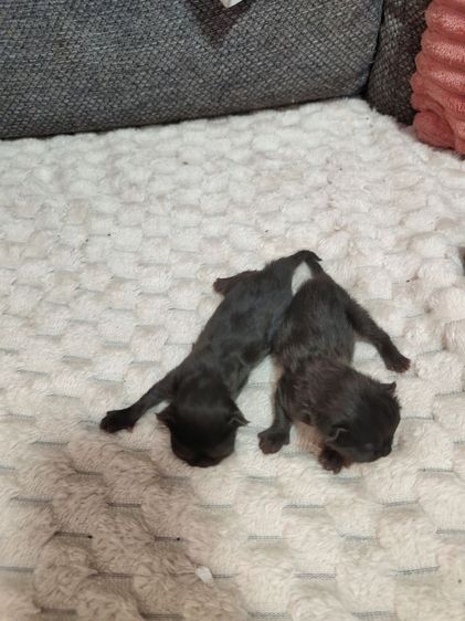 แมวเปอเซีย พันธุ์แท้ รูปที่ 4