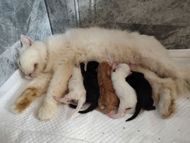 แมวเปอเซีย พันธุ์แท้