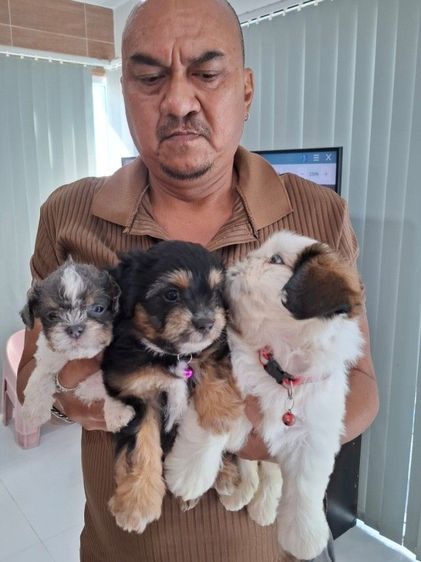 ชิสุผสมพุดเดิล รูปที่ 2