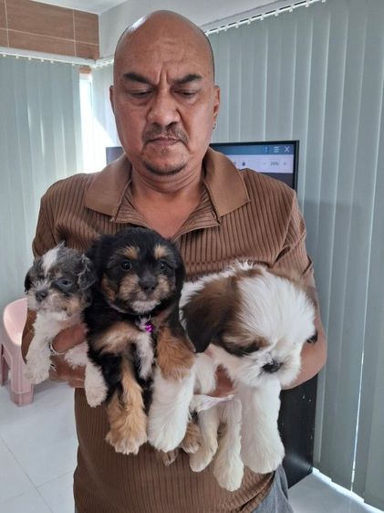 ชิสุผสมพุดเดิล รูปที่ 4