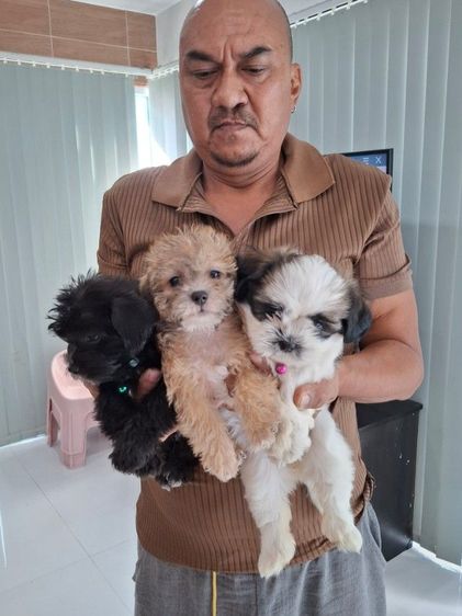 ชิสุผสมพุดเดิล