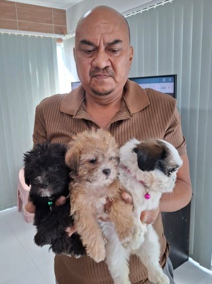 ชิสุผสมพุดเดิล รูปที่ 3