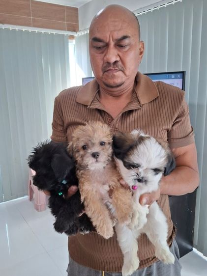 ชิสุผสมพุดเดิล รูปที่ 5