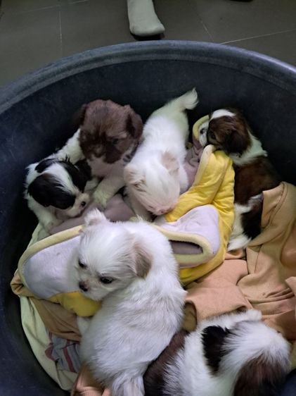 ลูกสุนัขผสมชิสุมอร์ทีส รูปที่ 2