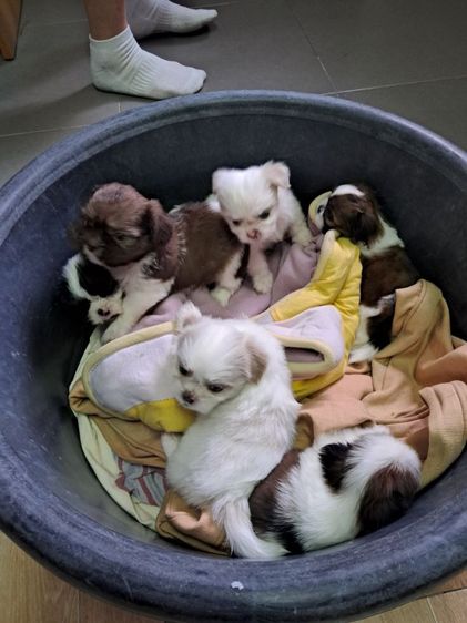 ลูกสุนัขผสมชิสุมอร์ทีส