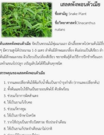 ต้นพญาลอ  รูปที่ 3