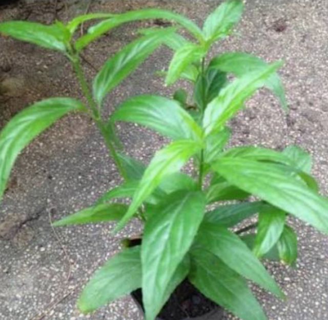 ต้นพญาลอ  รูปที่ 2