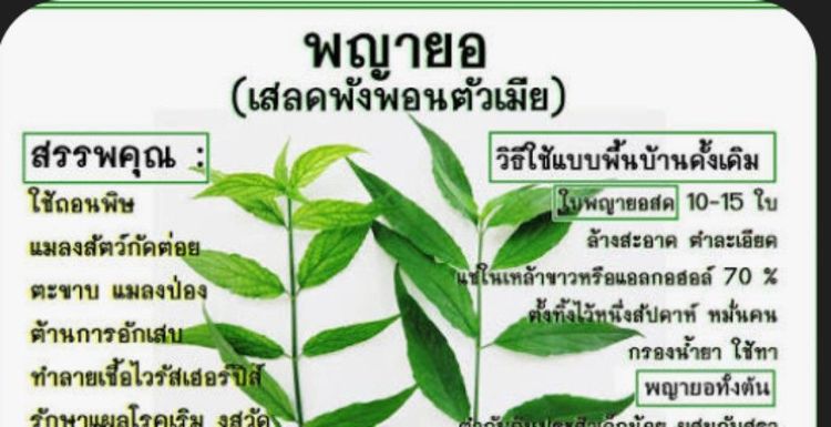 ต้นพญาลอ