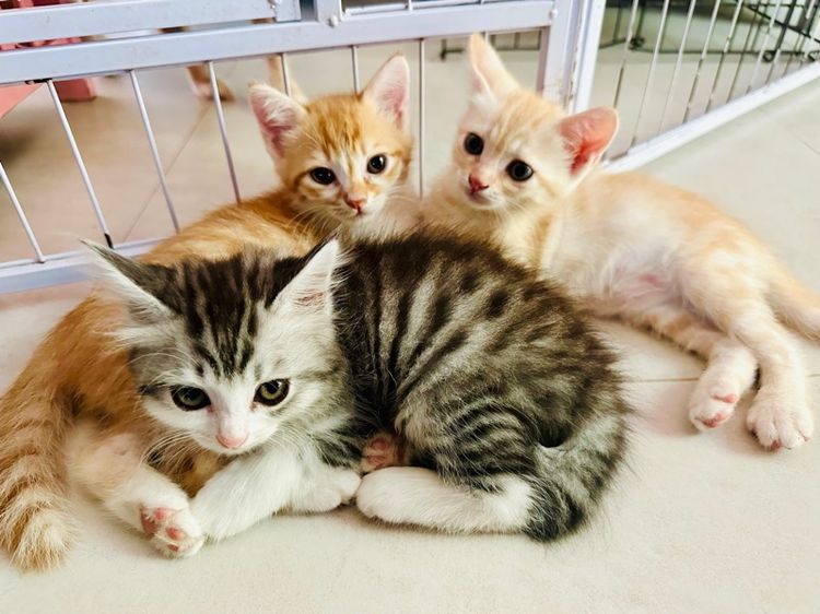 สก็อตติช รูปที่ 2