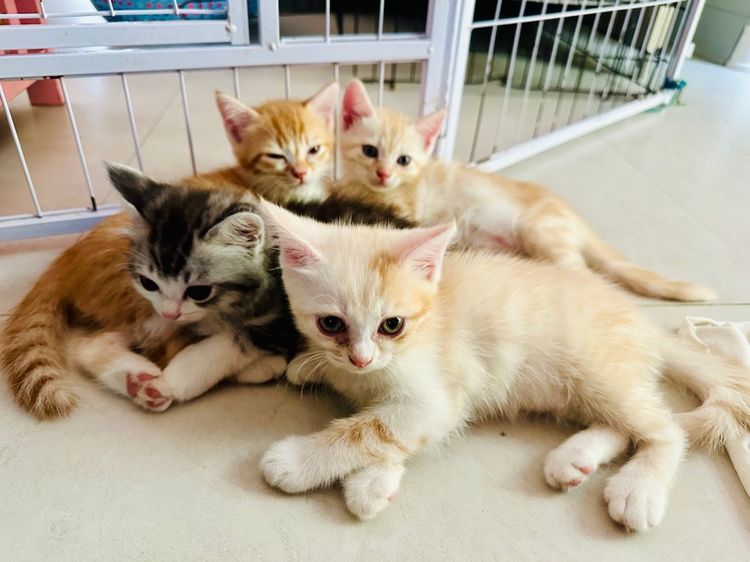 สก็อตติช รูปที่ 4