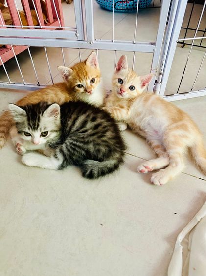 สก็อตติช