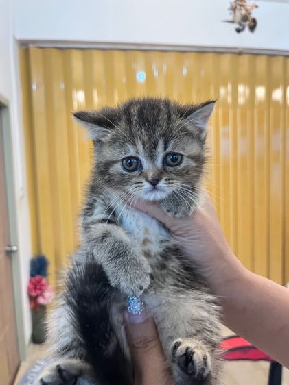 แมวพันธุ์ EXO ติก รูปที่ 8