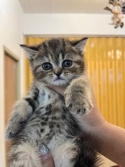 แมวพันธุ์ EXO ติก