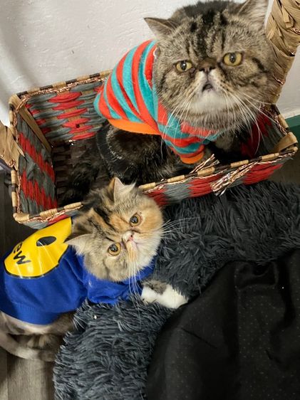 แมวพันธุ์ EXO ติก รูปที่ 9