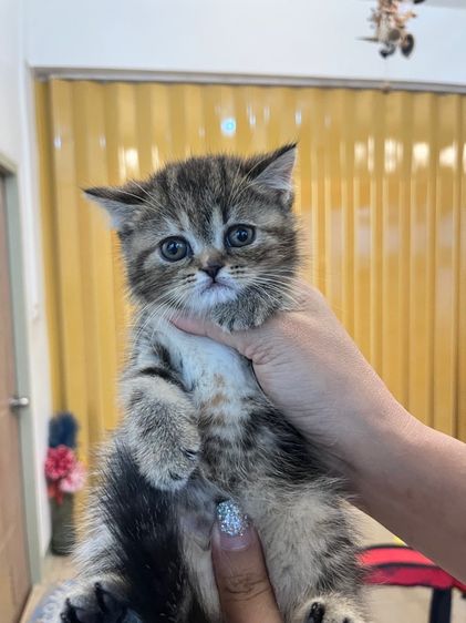 แมวพันธุ์ EXO ติก รูปที่ 5