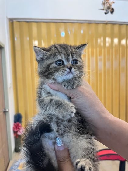 แมวพันธุ์ EXO ติก รูปที่ 7