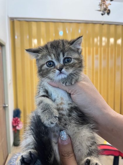 แมวพันธุ์ EXO ติก รูปที่ 2