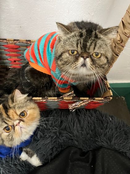 แมวพันธุ์ EXO ติก รูปที่ 10