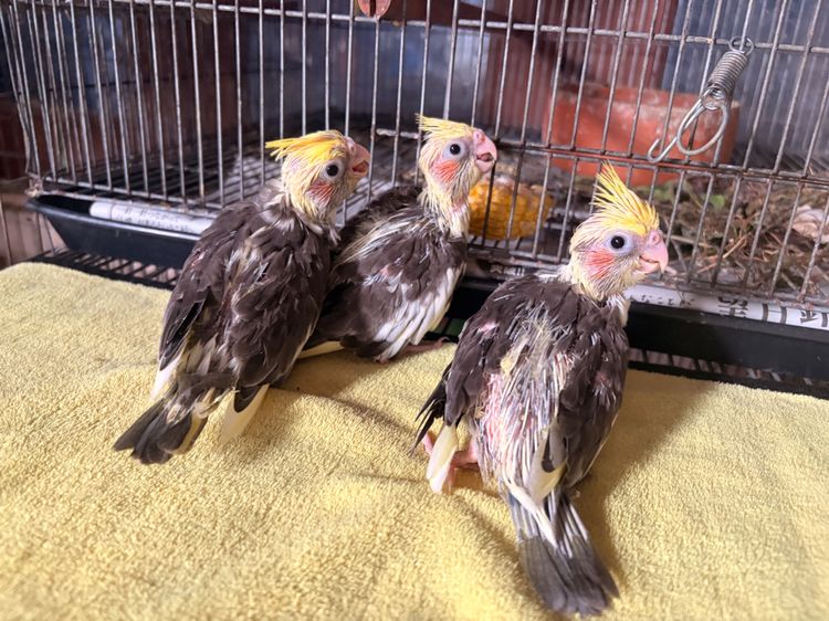 ค๊อกคาเทลลูกป้อน ปทุมธานี รูปที่ 2