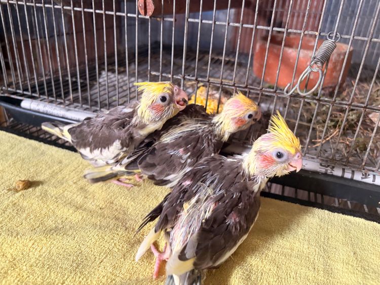 ค๊อกคาเทลลูกป้อน ปทุมธานี รูปที่ 3