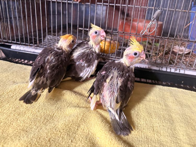 คอกคาเทล ค๊อกคาเทลลูกป้อน ปทุมธานี