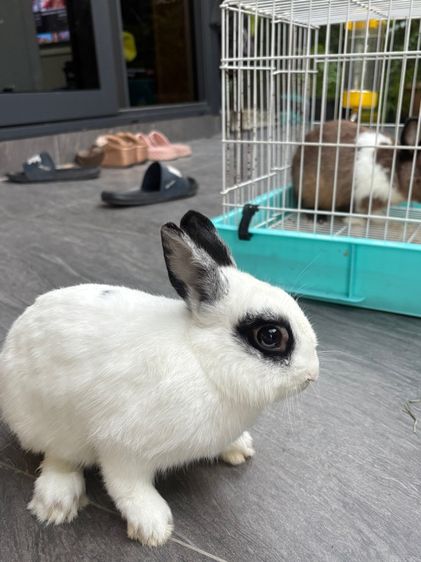 พ่อพันธุ์กระต่ายND รูปที่ 2