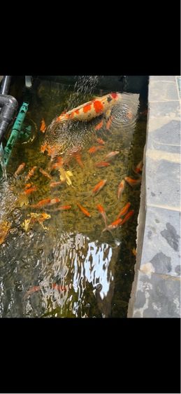 ใยสังเคราะห์ กรอง ตู้ปลา รูปที่ 7