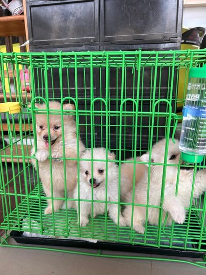 ปอมเมอเรเนียลแท้