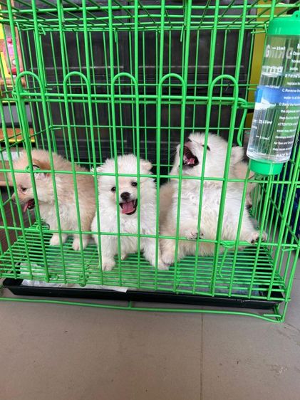 ปอมเมอเรเนียลแท้ รูปที่ 5