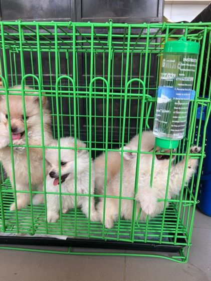 ปอมเมอเรเนียลแท้ รูปที่ 2