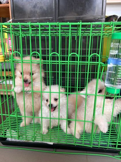 ปอมเมอเรเนียลแท้ รูปที่ 3