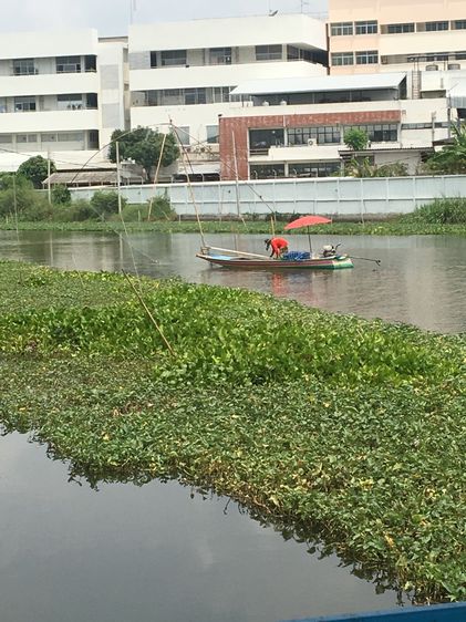 มีบางส่วน ขายบ้านริมน้ำ 243 ตรว บางบ่อ สมุทรปราการ ราคาถูก รูปที่ 3