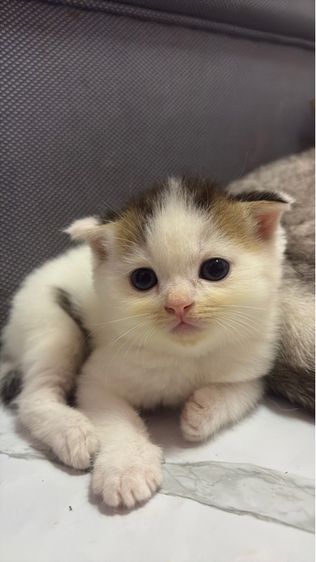 แมวสก็อตติส 