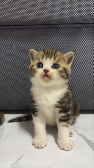 แมวสก็อตติช