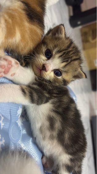 แมวสก็อตติช รูปที่ 2