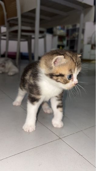 แมวสก็อตติช รูปที่ 4