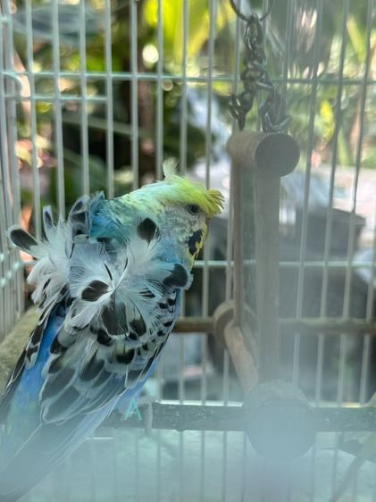 หงส์หยกซากุระ ผู้เมียพร้อมกรง รูปที่ 2