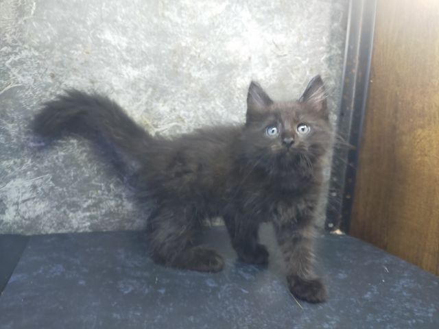 เมนคูน (Maine Coon) แมวเมนคูนผสมเปอร์เซีย