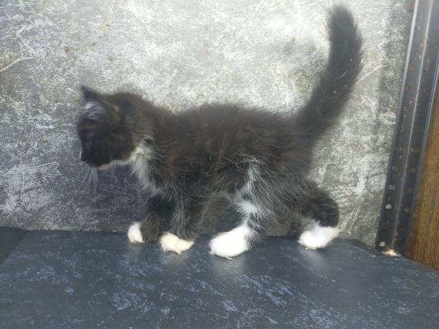 แมวเมนคูนผสมเปอร์เซีย รูปที่ 7