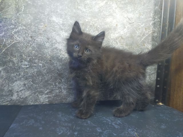 แมวเมนคูนผสมเปอร์เซีย รูปที่ 2