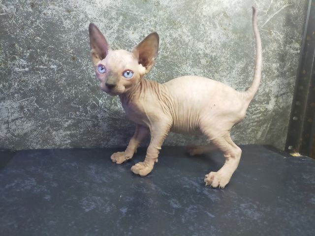 สฟิงซ์ (Sphynx) แมวสฟิงซ์ขายาวเพศเมีย