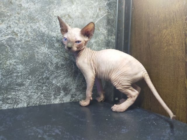 แมวสฟิงซ์ขายาวเพศเมีย รูปที่ 4