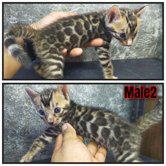 เปิดจองแมวเบงกอล รูปที่ 4