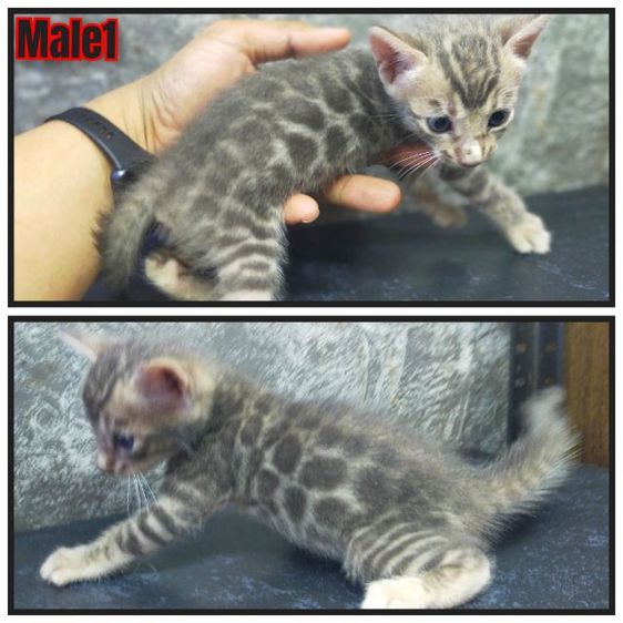 เปิดจองแมวเบงกอล รูปที่ 5