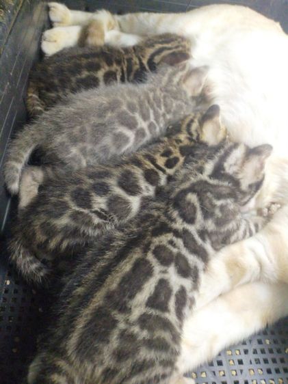 เบงกอล (Bengal House Cat) เปิดจองแมวเบงกอล