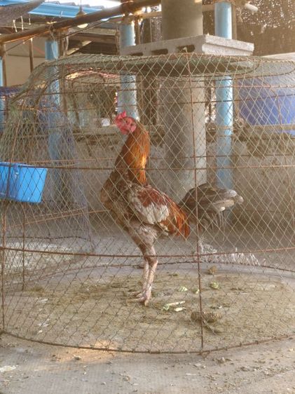 ไก่ชน รูปที่ 3
