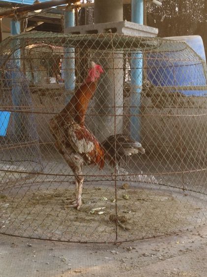 ไก่ชน รูปที่ 2